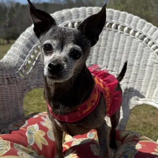 Photo of Senior Female Chihuahua