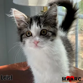 Photo of Baby Female Domestic Short Hair