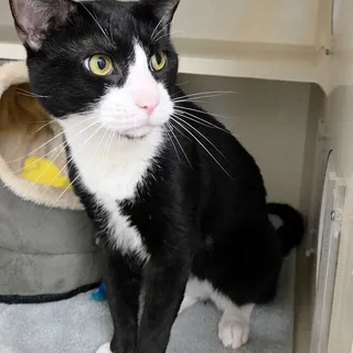 Photo of Adult Male Domestic Short Hair