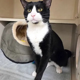 Photo of Adult Male Domestic Short Hair