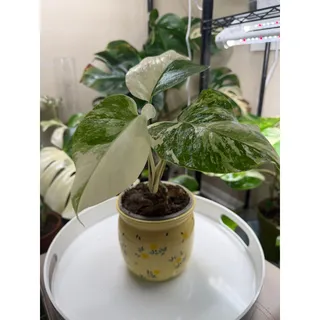 Photo of Monstera Albo Borsigiana Highly Variegated Rooted US Seller Exact Plant 5” Pot