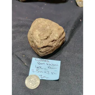 Photo of Fossilized Specimen Natural Form (6oz)