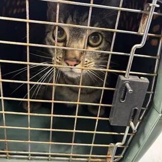 Photo of Senior Male Domestic Short Hair