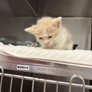 Photo of Baby Male Domestic Medium Hair