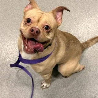 Photo of Adult Male Chihuahua
