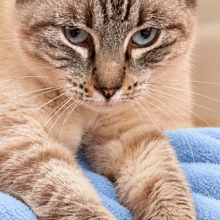 Photo of Adult Female Siamese