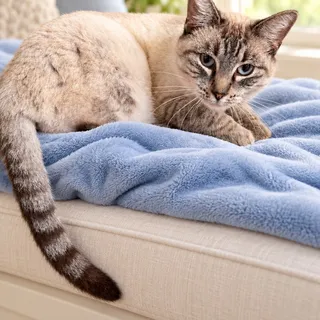 Photo of Adult Female Siamese