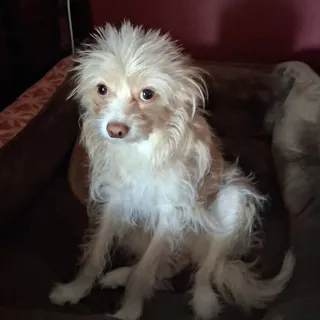 Photo of Adult Female Maltese