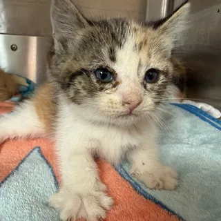 Photo of Baby Female Domestic Short Hair