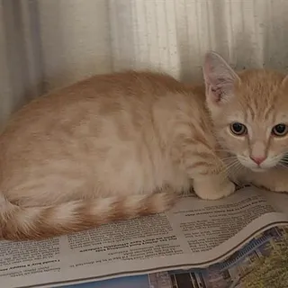Photo of Baby Male Domestic Short Hair
