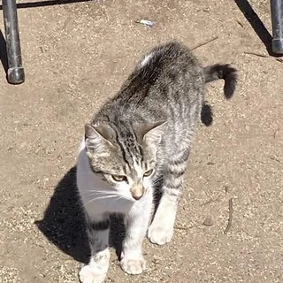 Photo of Young Female Domestic Short Hair