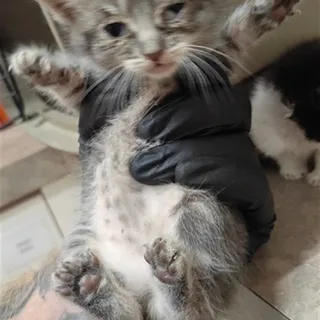 Photo of Baby Female Domestic Short Hair