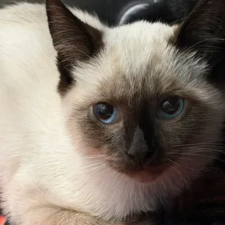 Photo of Baby Male Domestic Short Hair