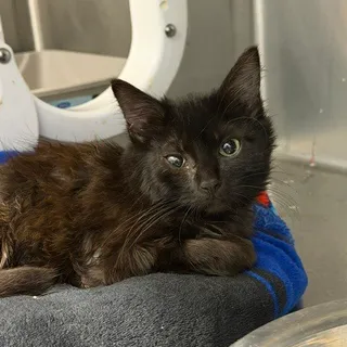 Photo of Baby Female Domestic Short Hair